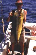 Dorado